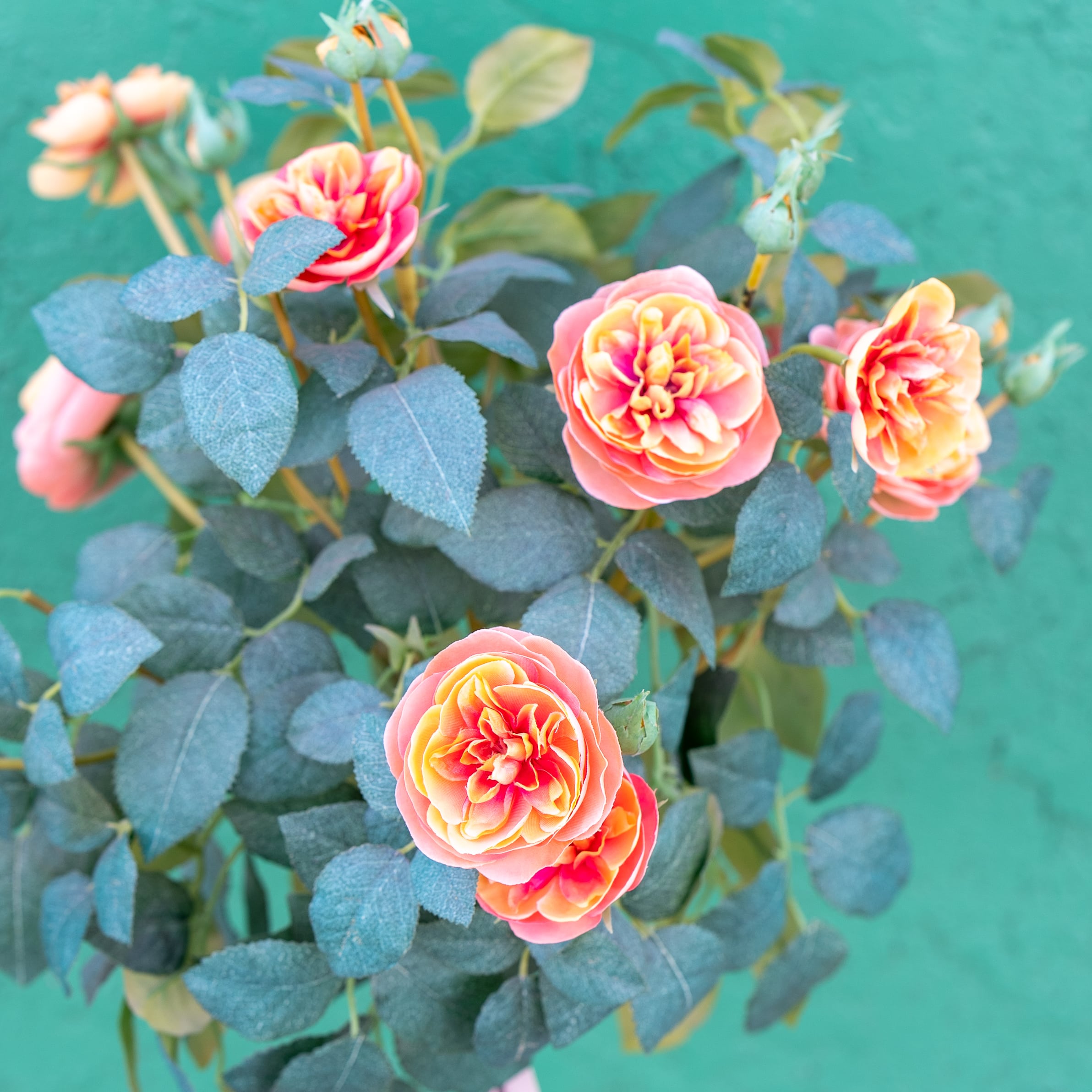 Potted Old Rose Topiary - Image 5
