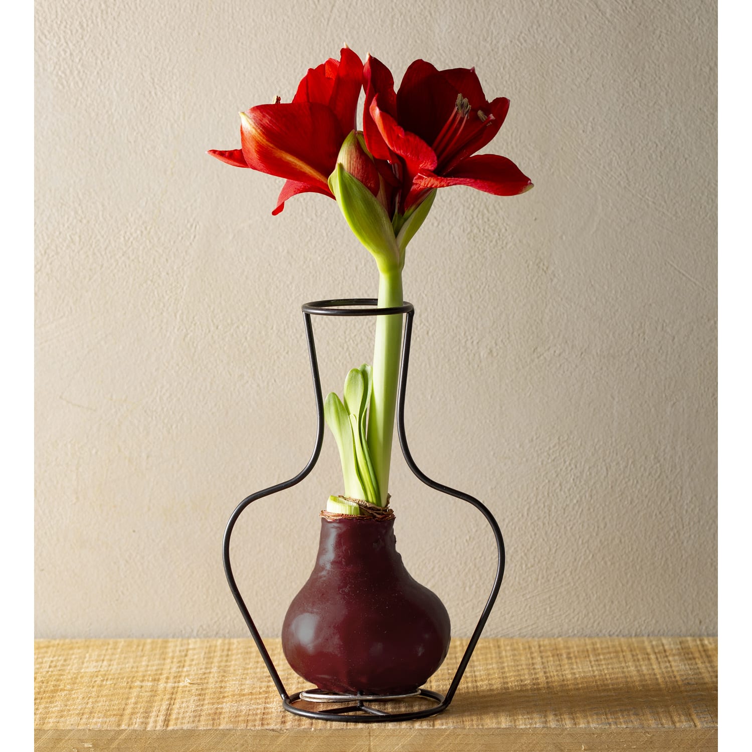Metal Frame Vase with Wax Amaryllis Bulb image
