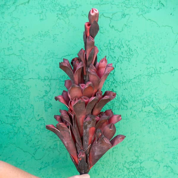 Crimson Twist Long Stem Artificial Botanical - Image 4