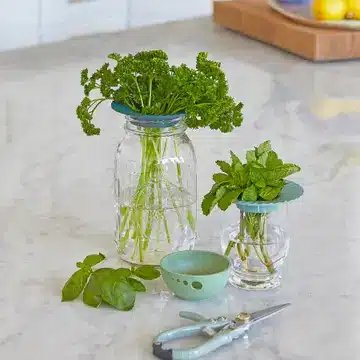 Produce Keepers Propagation Plate for Herbs & Leafy Greens - Image 7