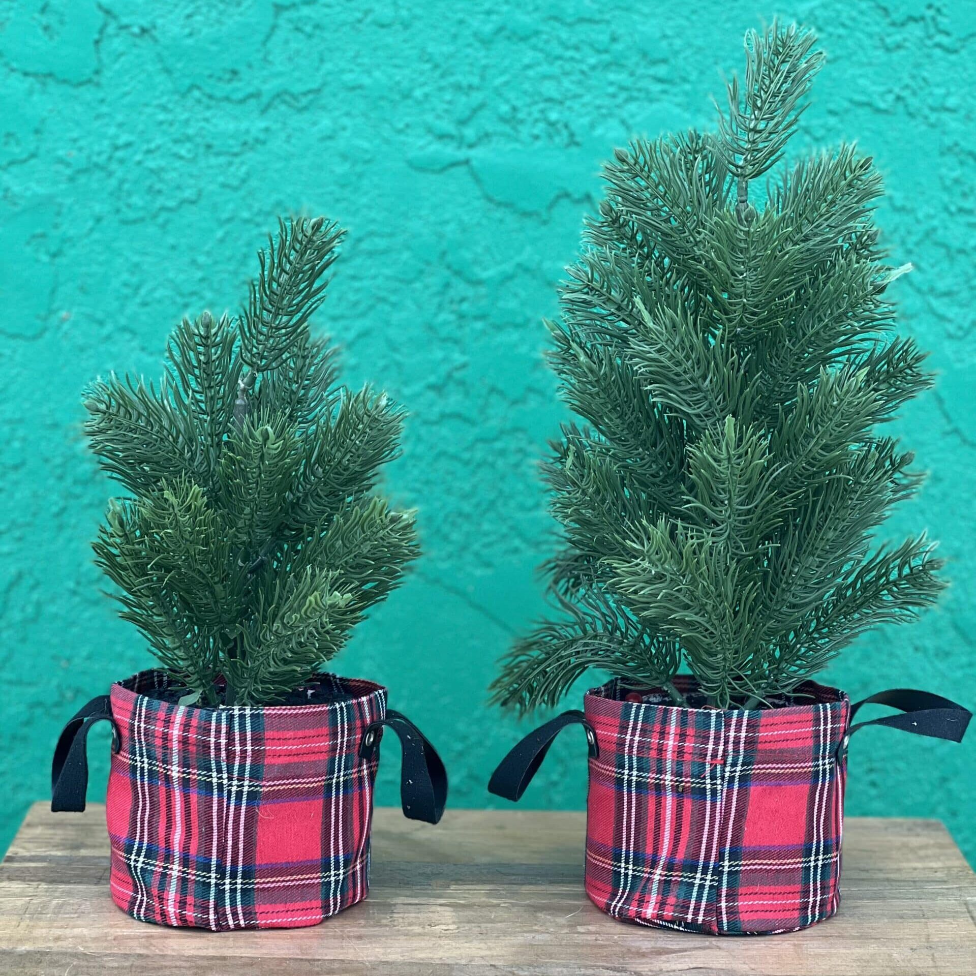 Pine Tree with Plaid Pot image