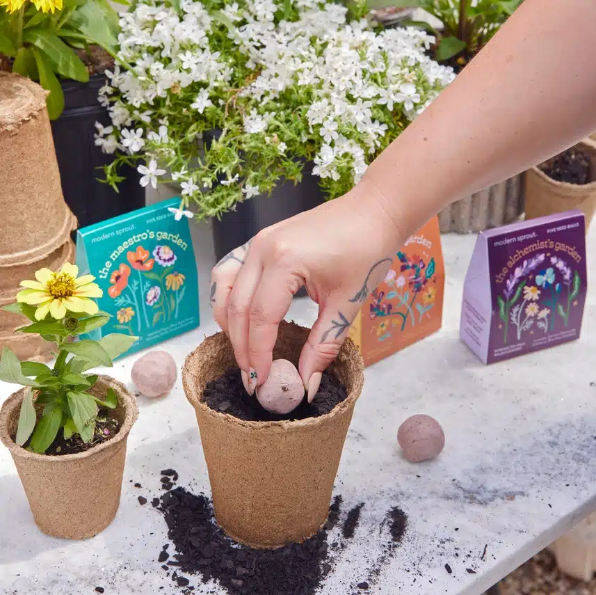 Modern Sprout Garden Seed Balls being planted in soil