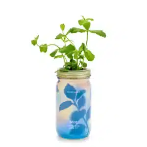 Hydroponic Herb Growing Kit | Mint