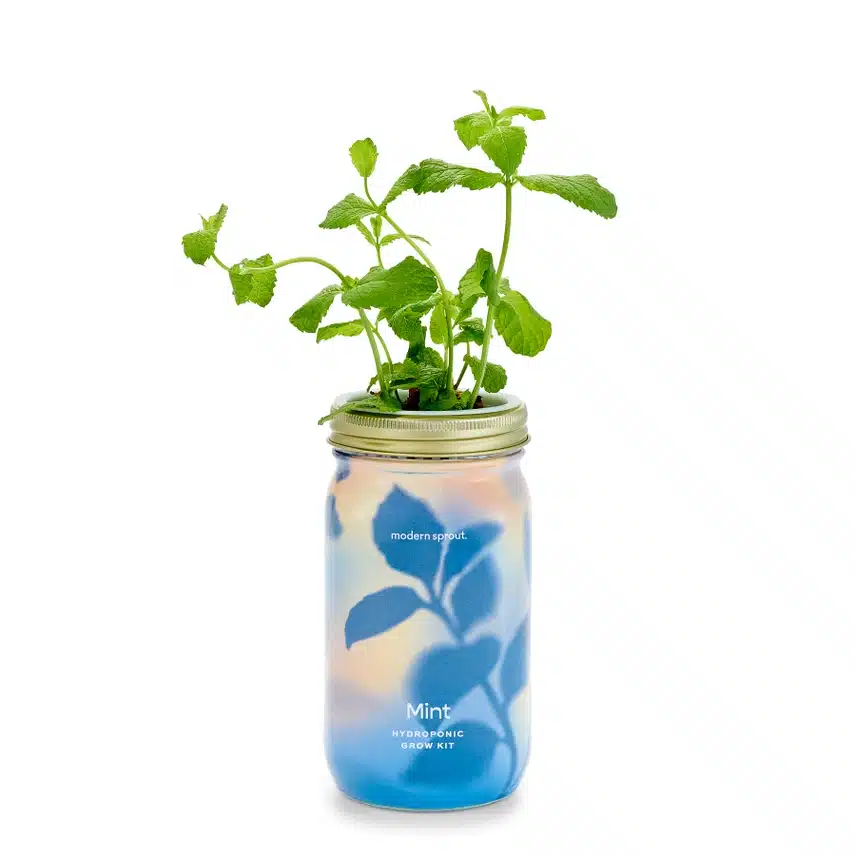 Hydroponic Herb Growing Kit | Mint image