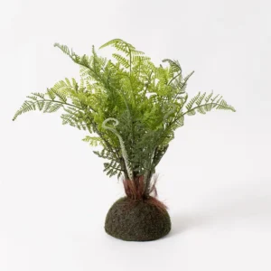 Premade Fern with Moss Base